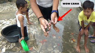 Download lagu Berburu Ikan Channa - Ikan Mas - Ikan Betik - Ikan Wader mp3 Download lagu Berburu Ikan Channa - Ikan Mas - Ikan Betik - Ikan Wader mp3