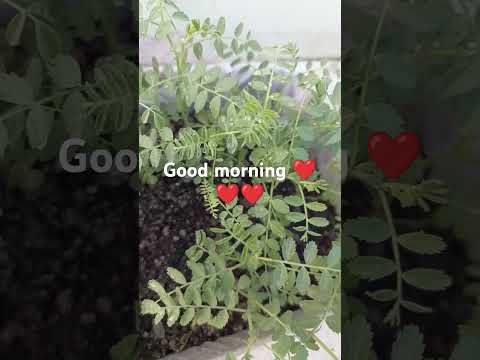 Naziya nature#naturelovers #organicfarming