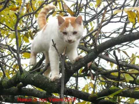 Natura Solona-Valeni 2008-2009.wmv