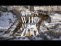 Who's Who at the Zoo | Amur Tiger