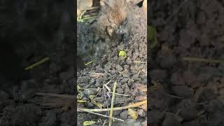 🥺Poor animals pity them  #cute #shorts #viralvideo