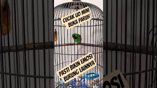 Download lagu Cimin Gacor bikin cucak ijo mini lain terpancing #kicaumania #cucakijoemmositinggi #burungkicau mp3