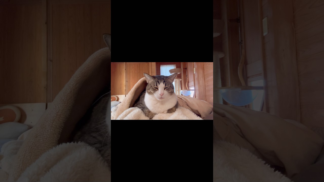 近すぎる #猫のいる暮らし #cat #妊婦生活