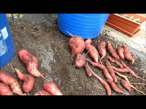 download lagu mp3 mp4 Organic Sweet Potatoes, download lagu Organic Sweet Potatoes gratis, unduh video klip Organic Sweet Potatoes