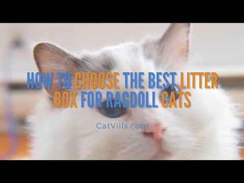 HOW TO CHOOSE THE BEST LITTER BOX FOR RAGDOLL CATS