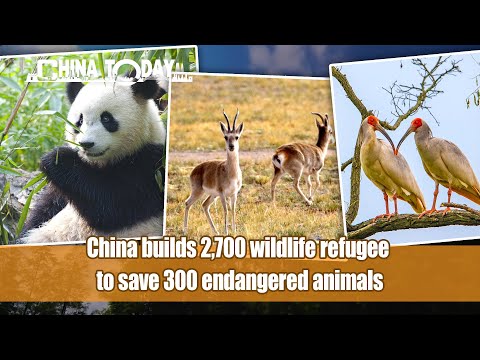 CHINA TODAY EP34: China builds 2,700 wildlife refugee to save 300 endangered animals