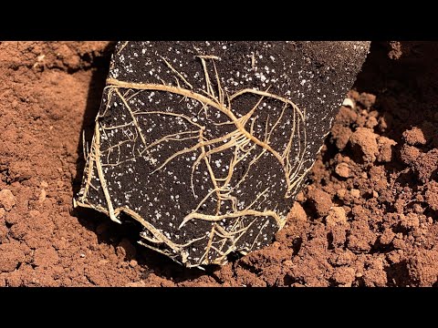 Maslinarski vlog 10.5.2023 - sadnja maslinika Garmica