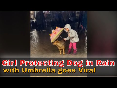Five Year Old Girl Protects Dog From Rain With Umbrella goes viral