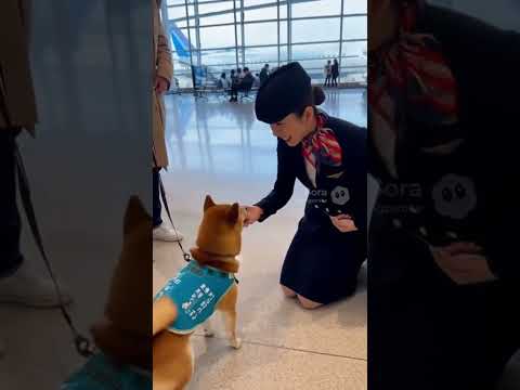 空港で柴犬を見つけたCAさんの反応