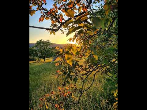 en attendant l automne instrumental