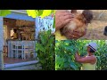VIDA SIMPLES NO CAMPO EM PORTUGAL A MELHOR SALADA DE VERÃO MOLHO DE TOMATE CALOR DE DERRETER