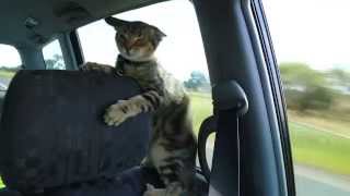 preview picture of video 'Zimmy the Adventure Cat Loves the Open Car Window!'