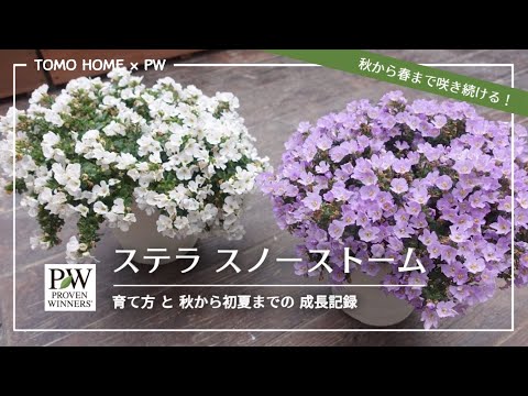 園芸 ホワイトパヴィエ、ドワーフチェスナット