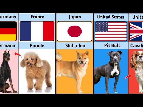 Dog Breeds From Different Countries || Data Compression || Digital Mehfuz || DM