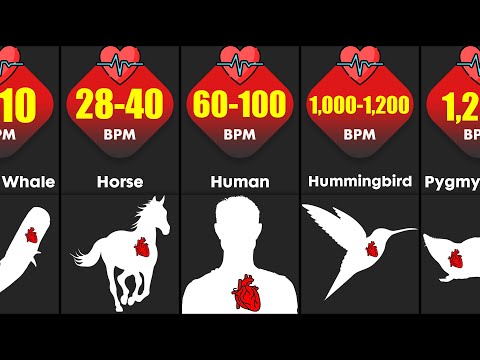 Heart Rate Of Different Animals | Heart Beats Per Minute | Comparison