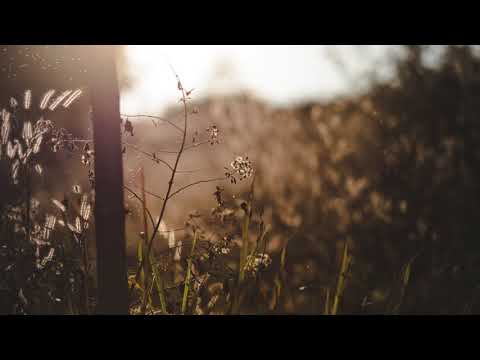 Sarah Neufeld - Where the Light Comes In