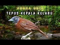 Suara Unik Tepus Kepala Kelabu Grey Headed Babbler Stachyris Poliocephala