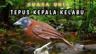 Download lagu Burung Babbler Kepala Abu-abu (Stachyris Poliocephala) mp3