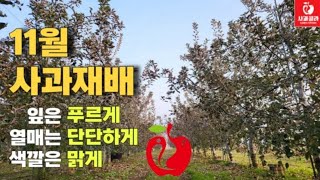 [사과재배] 강화 시켜야 한다/갈반병ㆍ탄저병ㆍ부패병없는 농사의 핵심
