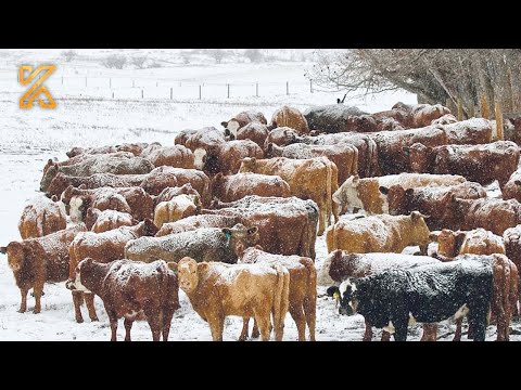 American Ranchers Raise Millions Of Livestock In Snow Season This Way