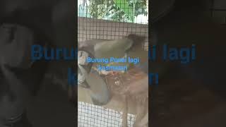 Download lagu Burung Punai Lagi kawin mp3