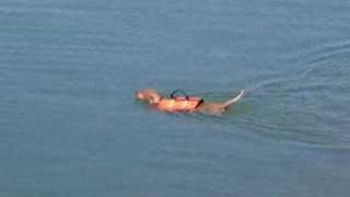 preview picture of video 'Sadie Swimming In Lake Martin'
