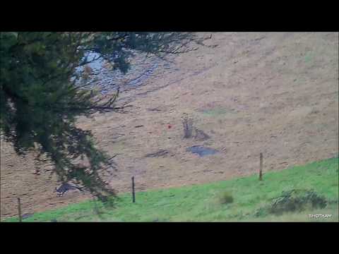 Driven Fox Hunt with Beretta Silver Pigeon 12G and Dachshunds Victoria 24/03/2020