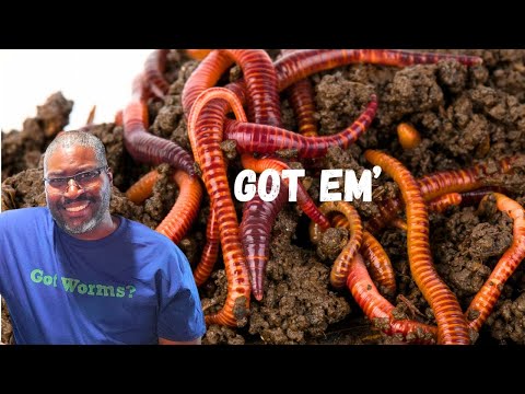 How To CATCH EUROPEAN NIGHT CRAWLERS