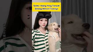 Download lagu Seekor Anjing Yang Kehilangan Tuannya #sad #dog #anjing #doglover mp3 Download lagu Seekor Anjing Yang Kehilangan Tuannya #sad #dog #anjing #doglover mp3