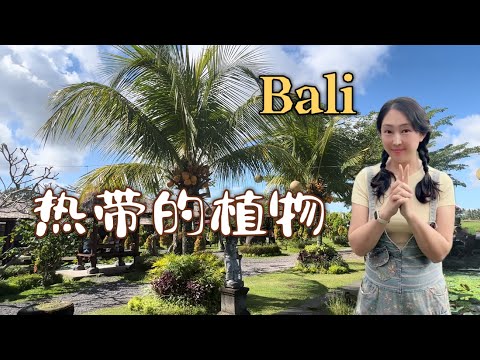 熱帶植物種類