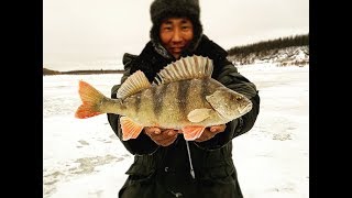 Ловля крупного окуня зимой якутия