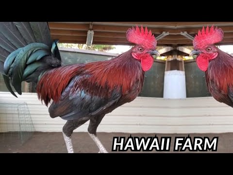 Beautiful Outdoor Breeding Pens - Big Farm Hawaii Jorge Bagcal Farm