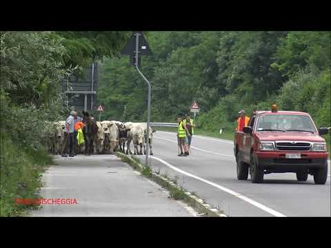 ARRIVA LA TRANSUMANZA E SI ACCAMPA NEL PRATO PER RIPOSARSI A ROBILANTE. (CN) SAB. 19 - 6 - 2021.