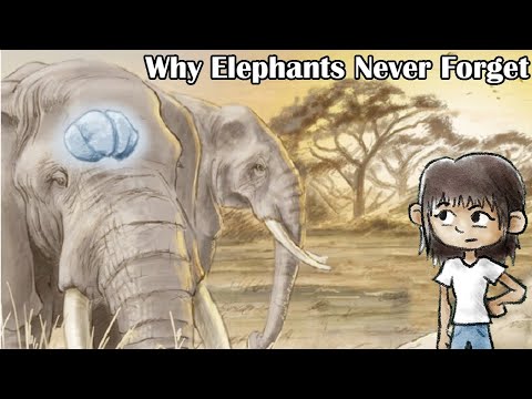 Why Elephants Never Forget