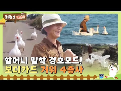 , title : '[TV 동물농장 레전드] 할머니 밀착 경호모드! 보디가드 거위 4총사! 풀버전 다시 보기 I TV동물농장 (Animal Farm) | SBS Story'