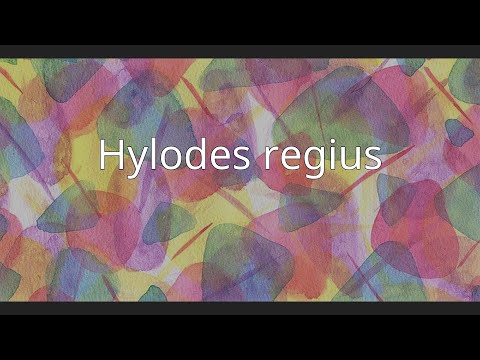 ヒロデス・メリジオナリス