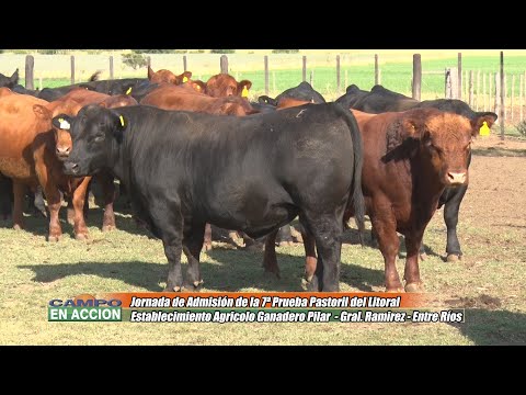 Admisión de los reproductores 7º Prueba Pastoril Angus Litoral - Eduardo Buccari