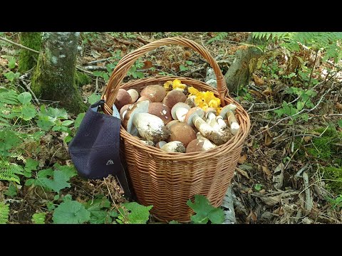 Cèpes à volonté 😍 !!! Le 25 et 26/09/21 .