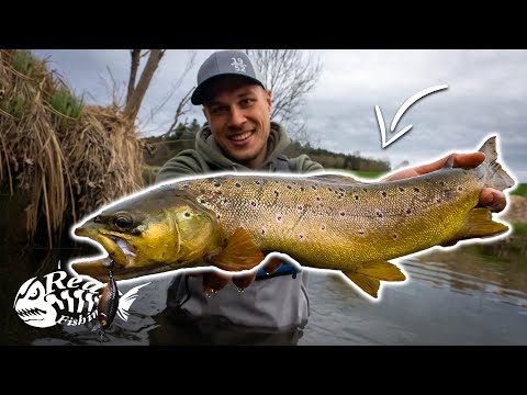 Spinnangeln auf kapitale Bachforellen // Im Frühjahr am Bach