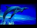 Baby Dolittle World Animals Book Version Dolphin