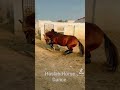 Haslah Horse Dance Mala In Jhang VIP Ghora Dance 2024
