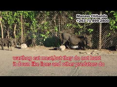 Do Warthogs Eat Meat