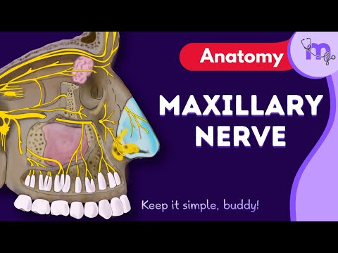 Maxillary Nerve: Course, Branches & Function Explained | Animated | Anatomy