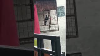 Download lagu burung tuwu belajar bunyi mp3