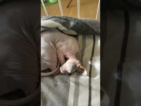 , title : 'This hairless chicken is clean and bald, but you can’t pluck her #cat #calico #sphynx #love'