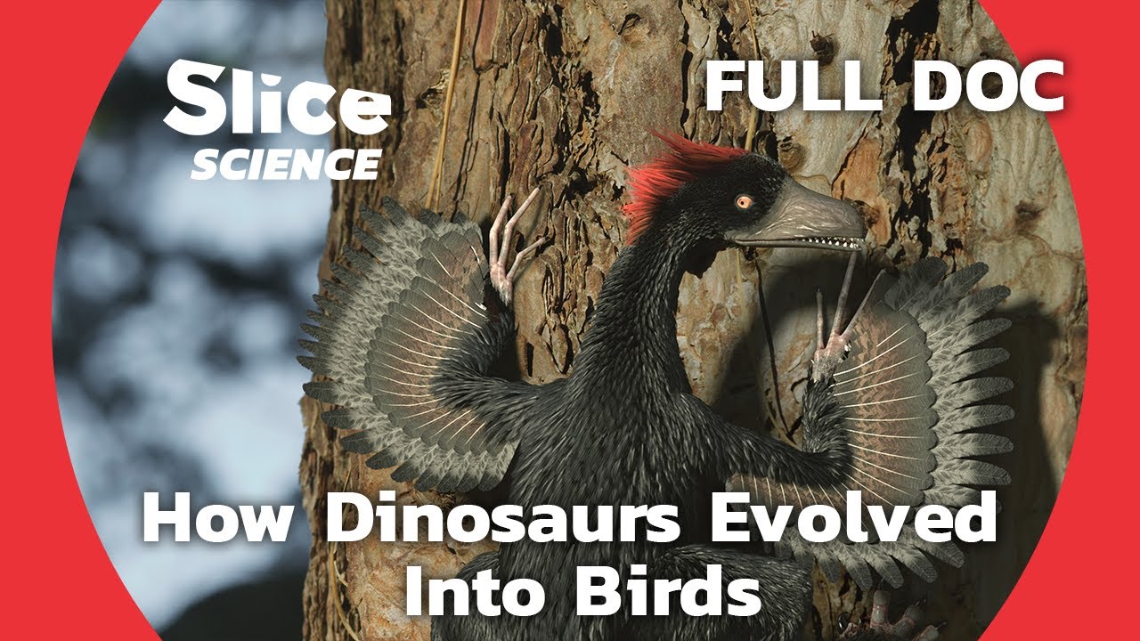 Bird Evolution: The Mystery of Feathered Dinosaurs | SLICE SCIENCE | FULL DOCUMENTARY