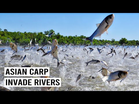 The Fight Against America’s Most Hated Fish: Asian Carp