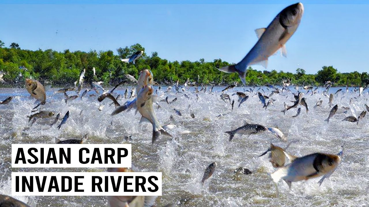 The Fight Against America’s Most Hated Fish: Asian Carp