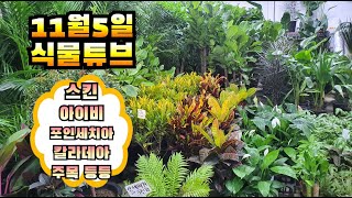 양재꽃시장 식물튜브 실내 관엽식물과 주목나무 브이로그  #양재꽃시장 #식물튜브 #plant tube #식물아…