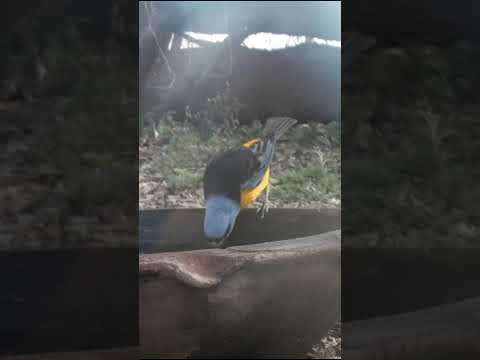 Birdday 132 Brasita de fuego Naranjero 1806 25